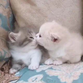 🌟 emoji Котятки Telegram sticker 6 of 116