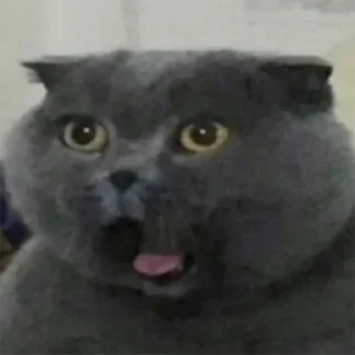 😦 emoji Котятки Telegram sticker 21 of 116