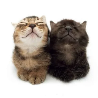 😁 emoji Cat core Telegram sticker 17 of 120