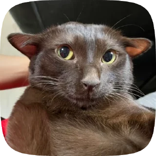 😁 emoji Cat core Telegram sticker 15 of 120