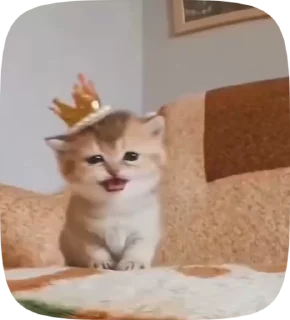 🐾 emoji Котики от вайфки!! @wifexxevablog Telegram sticker 14 of 15