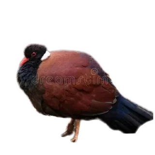 🐔 emoji Салат Telegram sticker 5 of 98