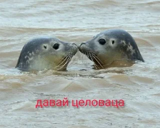 ➖ emoji отборные нерпы от эвелины Telegram sticker 5 of 20