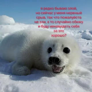 ➖ emoji отборные нерпы от эвелины Telegram sticker 9 of 20