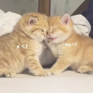 🐈 emoji кэты от ёжпы @imyozhik Telegram sticker 13 of 56