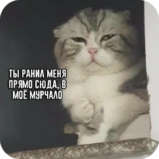 🐱 emoji Жизненные котики Telegram sticker 23 of 53