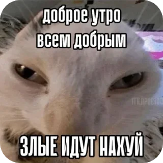 🐱 emoji Жизненные котики Telegram sticker 7 of 53