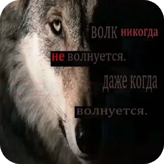 🐺 emoji Жизненные котики Telegram sticker 18 of 53