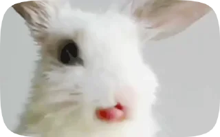 🤭 emoji котята Telegram sticker 23 of 38