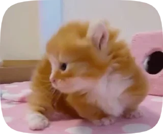 😭 emoji котята Telegram sticker 9 of 38