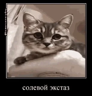 Sticker from Ебучий кот 3