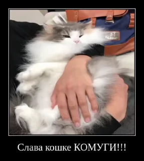 😼 emoji Ебучий кот 3 Telegram sticker 10 of 120