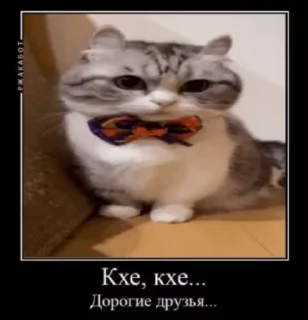 Sticker from Ебучий кот 3