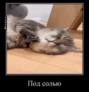 Sticker from Ебучий кот 3