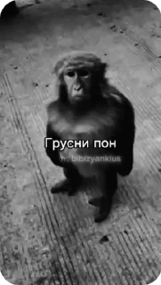 🌟 emoji Брадки 2 Telegram sticker 15 of 120