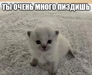😼 emoji эщкере Telegram sticker 24 of 46