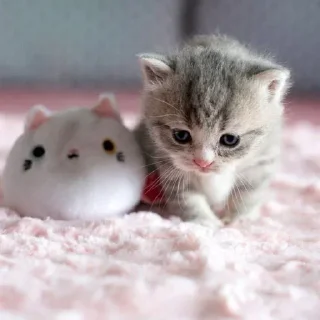 😍 emoji настя хрустик Telegram sticker 21 of 120