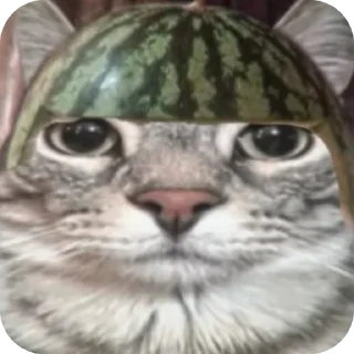 👍 emoji А я хз чо @z4zuc Telegram sticker 17 of 18