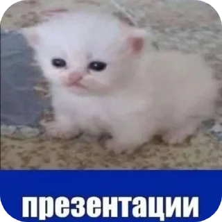 🐱 emoji БОЛЬШЕ ⇨ @CLOOBHUB МЕМЫ РАСТЯПА ОПЛОШНОСТЬ ТГ МГА Telegram sticker 20 of 37