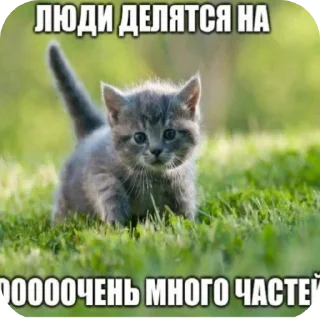 Sticker from Котята ➡️ @Ctikerubot