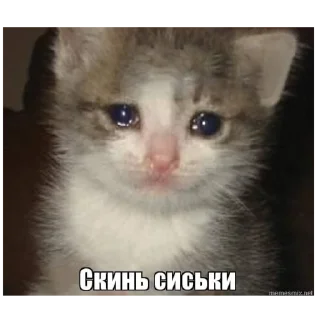 🙏 emoji На все случаи жизни Telegram sticker 10 of 79