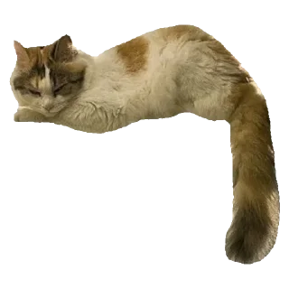 🐈 emoji ໒ ꒱ киттики @ra1nymorning ☁️ ა Telegram sticker 5 of 20