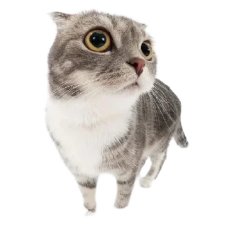 🐈 emoji ໒ ꒱ киттики @ra1nymorning ☁️ ა Telegram sticker 20 of 20