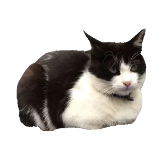 🐈 emoji ໒ ꒱ киттики @ra1nymorning ☁️ ა Telegram sticker 3 of 20