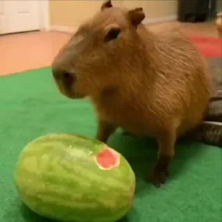 🍉 emoji Capybaras 🤎 @xkysluv Telegram sticker 14 of 28
