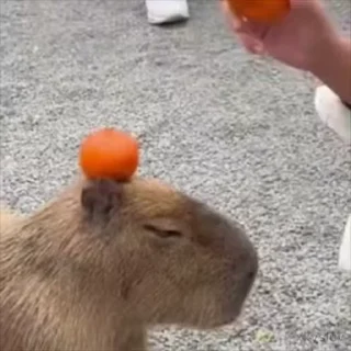🍊 emoji Capybaras 🤎 @xkysluv Telegram sticker 11 of 28