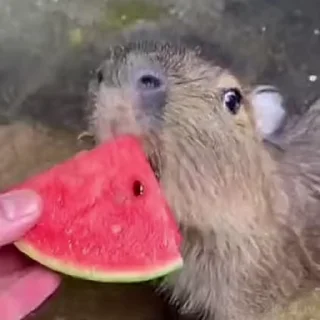 🍉 emoji Capybaras 🤎 @xkysluv Telegram sticker 14 of 17