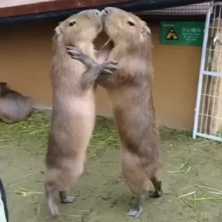 👩‍❤️‍💋‍👨 emoji Capybaras 🤎 @xkysluv Telegram sticker 10 of 17