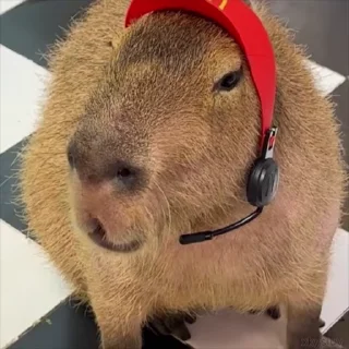 🍟 emoji Capybaras 🤎 @xkysluv Telegram sticker 5 of 28