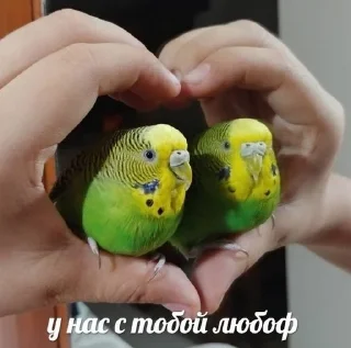 🔌 emoji попуги (⁠・⁠∀⁠・⁠) Telegram sticker 14 of 25