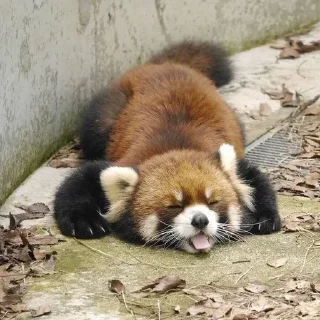 🍥 emoji RED PANDAS 2.0 • by senlin Telegram sticker 6 of 30