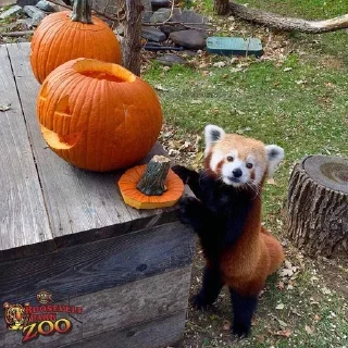 🍥 emoji RED PANDAS 2.0 • by senlin Telegram sticker 15 of 30