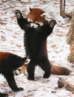 🍥 emoji RED PANDAS 2.0 • by senlin Telegram sticker 8 of 30