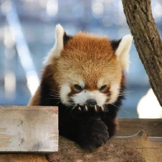 🍥 emoji RED PANDAS 2.0 • by senlin Telegram sticker 18 of 30