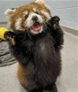 🍥 emoji RED PANDAS 2.0 • by senlin Telegram sticker 16 of 30