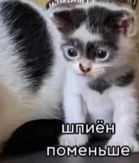 🕵‍♀ emoji Котыыыы Telegram sticker 24 of 44