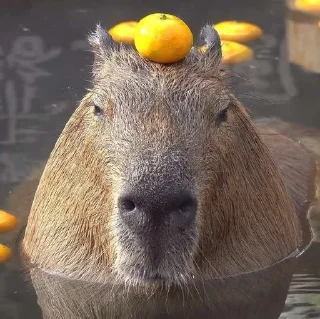 🍊 emoji Набор капибарок Telegram sticker 22 of 55