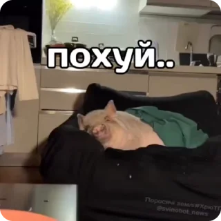 😐 emoji рандом @shashluchokstickers Telegram sticker 16 of 50