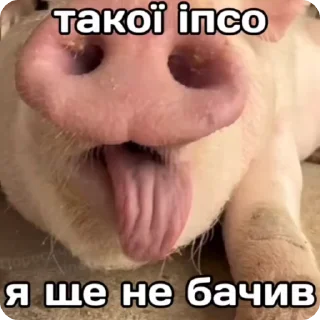 😛 emoji рандом @shashluchokstickers Telegram sticker 17 of 50