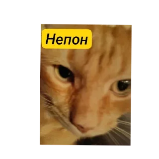 🐱 emoji 😺🧐 :: цезарь Telegram sticker 8 of 91
