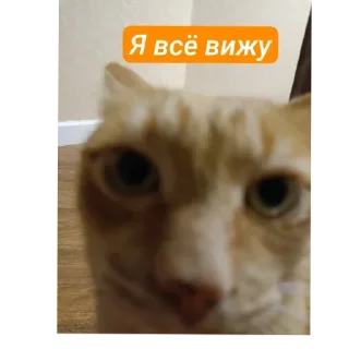 🐱 emoji 😺🧐 :: цезарь Telegram sticker 10 of 91