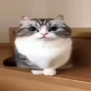 🌟 emoji Менди кенди ееее Telegram sticker 18 of 79