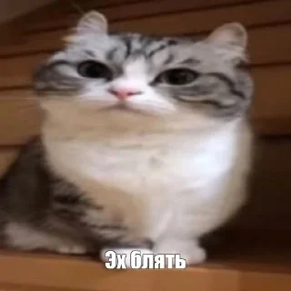 🙁 emoji три татушки три та та @angleshavepinkhair Telegram sticker 17 of 46