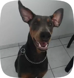 😍 emoji dobie Sharky Telegram sticker 5 of 27