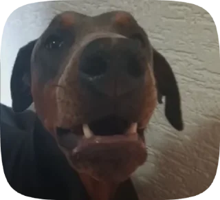 💋 emoji dobie Sharky Telegram sticker 24 of 27