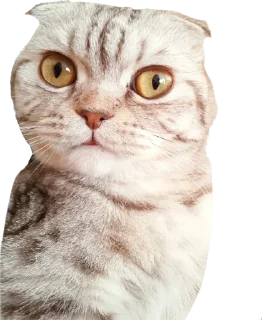 ✨ emoji Кот-мемчик Telegram sticker 6 of 63
